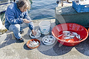 Istanbul bosphorus, fishing rod with the fish hunting