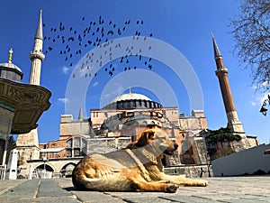 Blue mosque and Hagia Sophia Museum / istanbul historical city photo