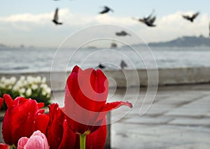 Istanbul coast and rain drops after tulips photo