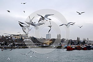 Istanbul, Kadikoy dancing seagulls on the pier