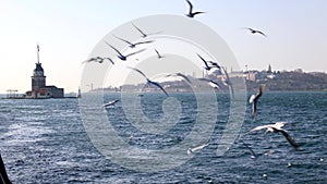 Istanbul and seagulls. Maiden's Tower or Kiz Kulesi with cityscape of Istanbul