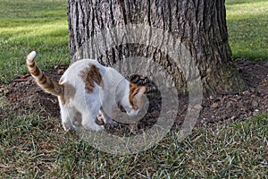 Istanbul stray cat