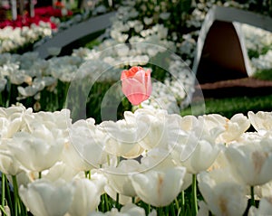 Istanbul, Turkey - April 18, 2016: Single Red Tulip among white tulips in spring