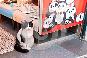 23.10.2019 Istanbul, Turkey. A black-and-white street cat sits near a market window with a drawing of pandas. Concept of travel