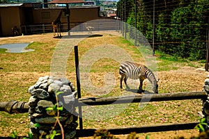 ISTANBUL, TURKEY - June 06, 2023 - view for Faruk Yalcin zoo in istanbul