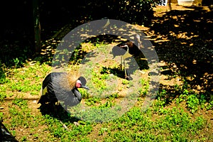 ISTANBUL, TURKEY - June 06, 2023 - view for Faruk Yalcin zoo in istanbul