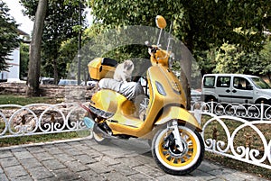 Istanbul Turkey sunny day, yellow moto bike scooter relaxed street cat