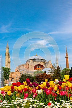 Istanbul view in spring. Tulips and Hagia Sophia or Ayasofya Mosque.