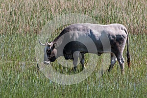 Istrian cattle ox grazing grass in the marshlands of Skocjanski zatok