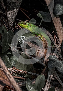 Istrian Lizard posing