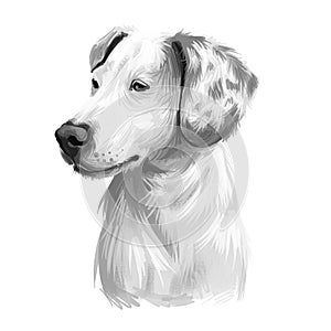 Istrian Short-haired Hound, Istarski Kratkodlaki Gonic dog digital art illustration isolated on white background. Croatia origin