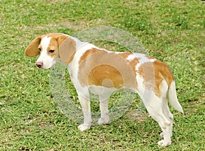 Istrian Shorthaired Hound