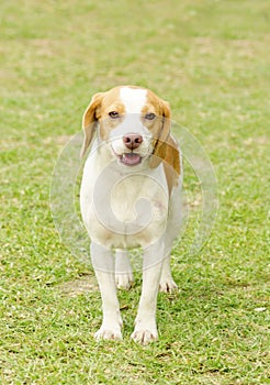 Istrian Shorthaired Hound