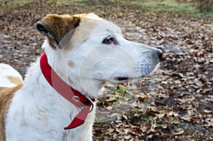 Istrian Shorthaired Hound dog standing in the wood, portrait