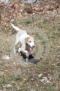 Istrian Shorthaired Hound on the run