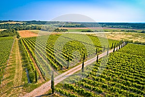 Istrian vineyard region aerial view. Town of Buje green landscape