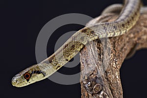 Italian Aesculapian Snake (Zamenis lineatus)