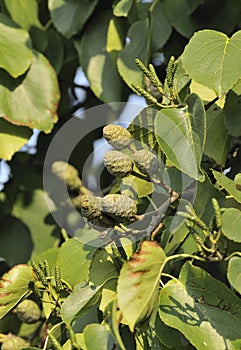 Italian Alder photo