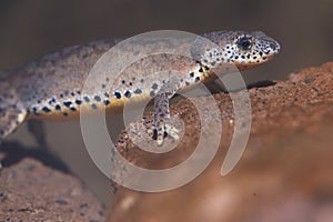 Italian alpine newt