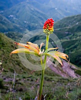 An Italian Arum plant with seed and leaves growing in the mountains of himalayas in India. Arum italicum also called lords and