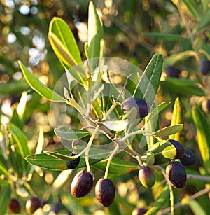 Italian Black Olives on a tree  Tuscany Italy