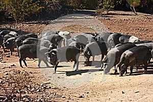 Italian breed of pigs