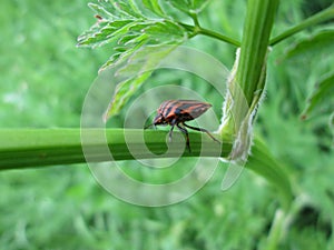 Italian bug . Graphosoma Italicum .