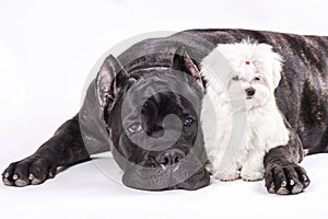 Italian cane-corso dog and the puppy of Maltese on the white background