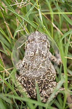 Italian Common Toad In Nature
