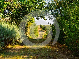 Italian countryside