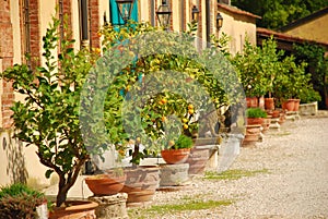 Italian courtyard with potted lemon trees