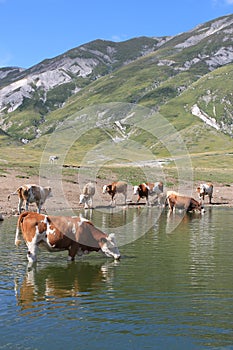 Italian cows in Abruzzo photo