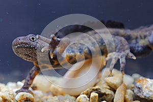 The Italian crested newt (Triturus carnifex) male in underwater natural habitat