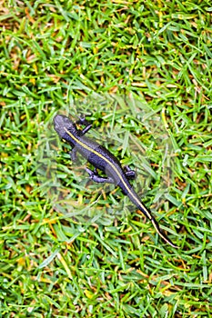 Italian crested newt photo