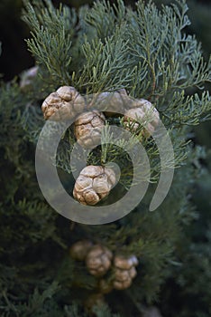 Italian cypress branch close up