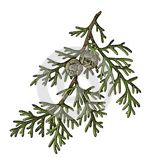 Italian cypress tree branch vector