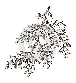 Italian cypress tree branch vector