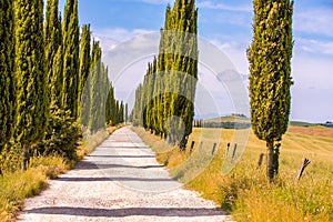 Italian cypress trees alley and a white road to farmhouse in rural landscape. Italian countryside of Tuscany, Italy, Europe
