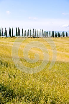 Italian cypress trees alley and a white road to farmhouse in rural landscape. Italian countryside of Tuscany, Italy, Europe