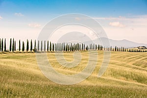 Italian cypress trees alley and a white road to farmhouse in rural landscape. Italian countryside of Tuscany, Italy, Europe