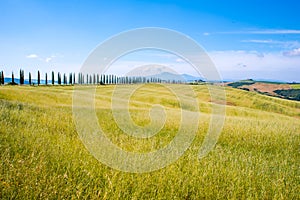 Italian cypress trees alley and a white road to farmhouse in rural landscape. Italian countryside of Tuscany, Italy, Europe