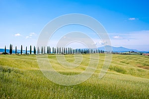 Italian cypress trees alley and a white road to farmhouse in rural landscape. Italian countryside of Tuscany, Italy, Europe