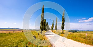 Italian cypress trees alley and a white road to farmhouse in rural landscape. Italian countryside of Tuscany, Italy, Europe