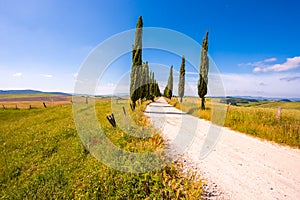 Italian cypress trees alley and a white road to farmhouse in rural landscape. Italian countryside of Tuscany, Italy, Europe