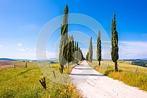 Italian cypress trees alley and a white road to farmhouse in rural landscape. Italian countryside of Tuscany, Italy, Europe