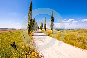 Italian cypress trees alley and a white road to farmhouse in rural landscape. Italian countryside of Tuscany, Italy, Europe