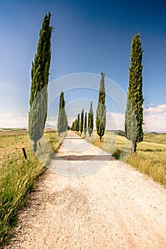 Italian cypress trees alley and a white road to farmhouse in rural landscape. Italian countryside of Tuscany, Italy, Europe