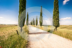 Italian cypress trees alley and a white road to farmhouse in rural landscape. Italian countryside of Tuscany, Italy, Europe