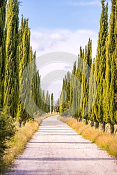 Italian cypress trees alley and a white road to farmhouse in rural landscape. Italian countryside of Tuscany, Italy, Europe