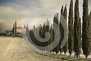 Italian cypress trees rows in a white road